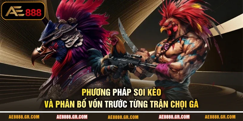 Phương pháp soi kèo và phân bổ vốn trước từng trận chọi gà