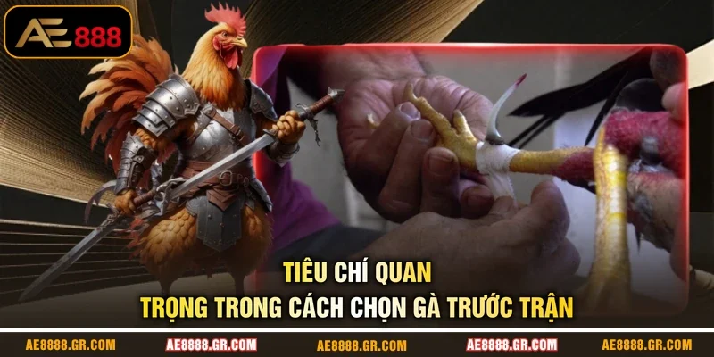 Tiêu chí quan trọng trong cách chọn gà trước trận